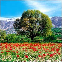 Iran, Spring